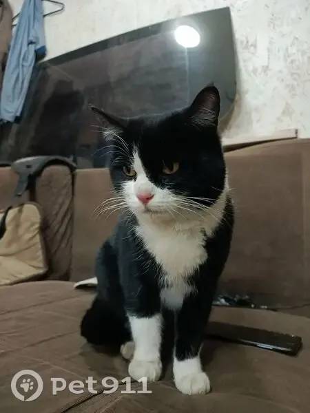 Пропал кот, улица Александра Скокова, Михайловск - черно-белый, зовут Жиган - photo