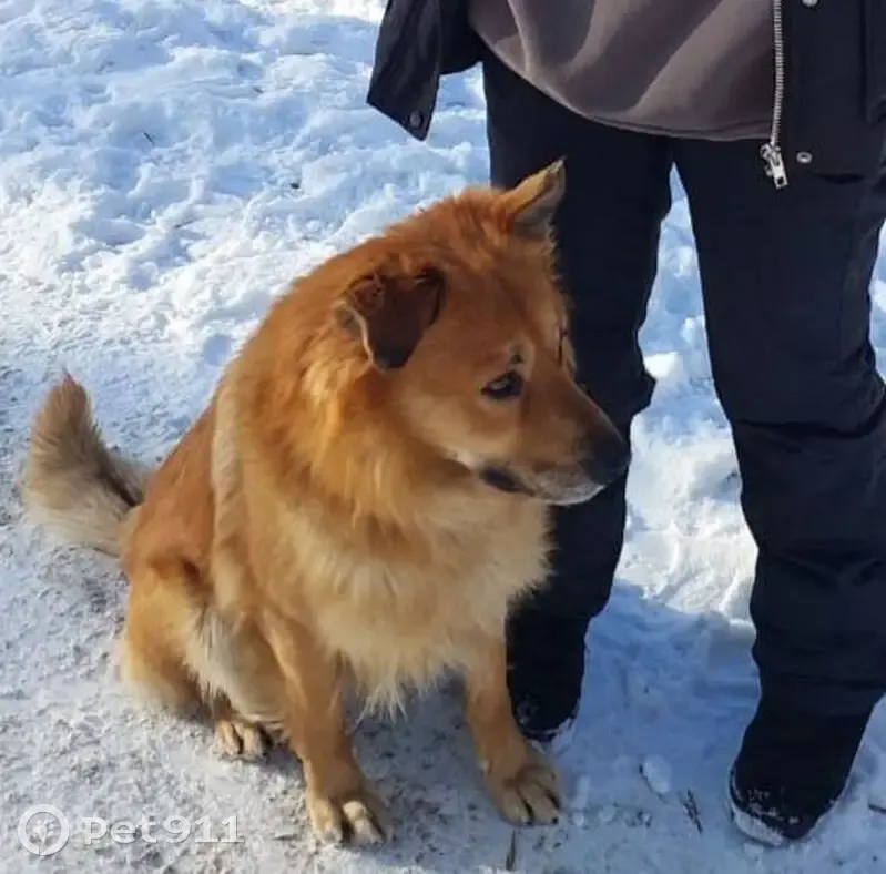 Пропала собака, 1-й Милиционный переулок, 57, Шахты - рыжий окрас, правое ухо заломлено - photo