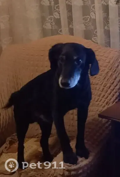 Пропал собака, Красноармейская улица, 16/15, Ельня - почти глухая - photo