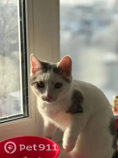 Пропала кошка, улица Свободы, 23, Красное Село - белая с серыми пятнами - photo