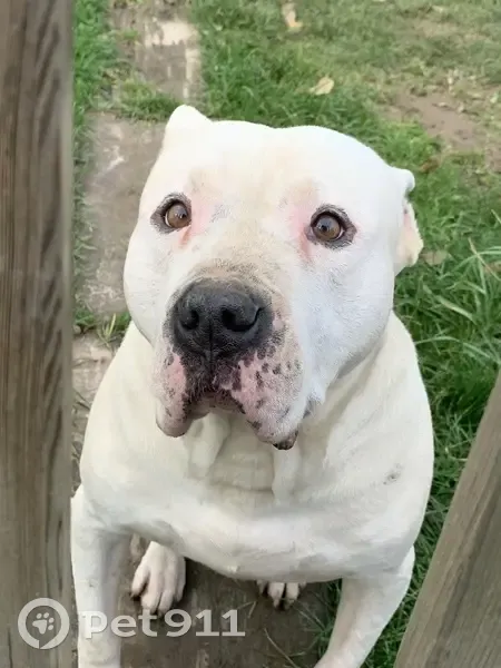 Пропал собака, Жуковка, Московская область - белый стаффордширский терьер - photo