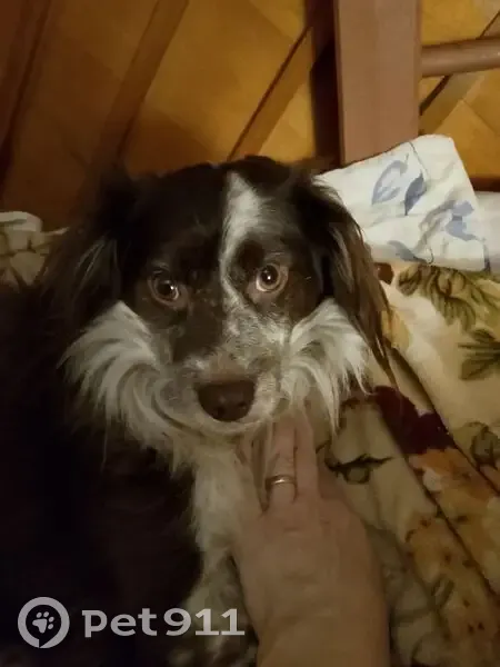 Пропала собака, Гвардейская улица, Новомосковск - коричнево-белый окрас - photo