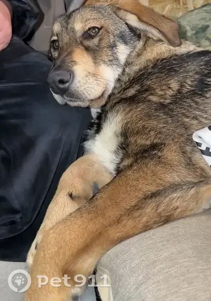 Пропала собака, Гражданская улица, 32А, Балобаново - смесь овчарки и дворняги - photo