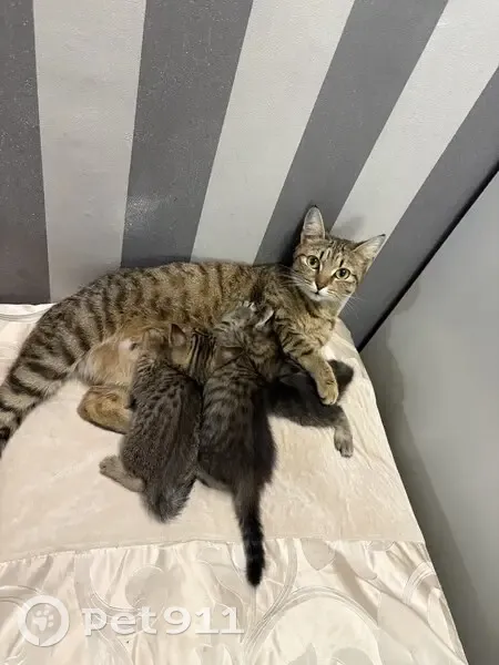 Пропала кошка, Полярная улица, 3В, Барнаул - коричневая в полоску - photo