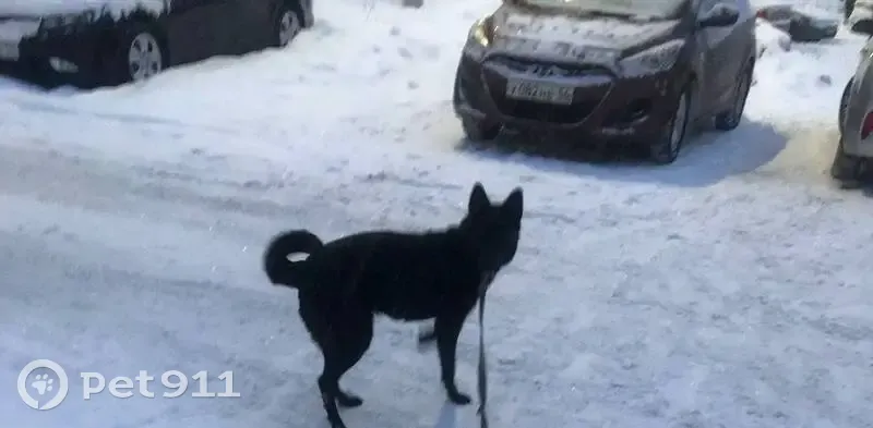 Пропала собака, проспект Дружбы Народов, Уфа - зовут Буся, дружелюбная - photo