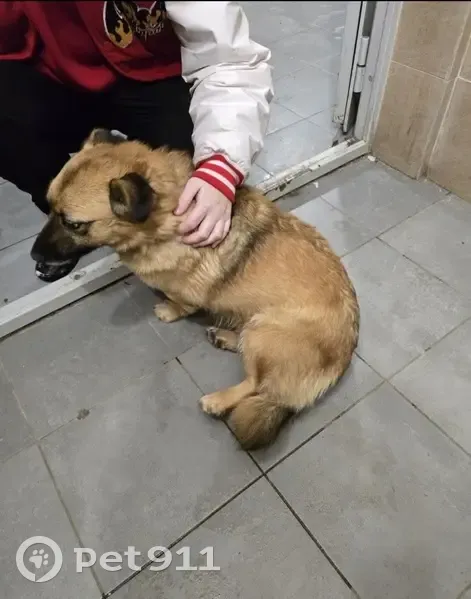 Найдена собака, Колхозная улица, 1А к2, городской округ Тамбов - ласковая и тактильная - photo