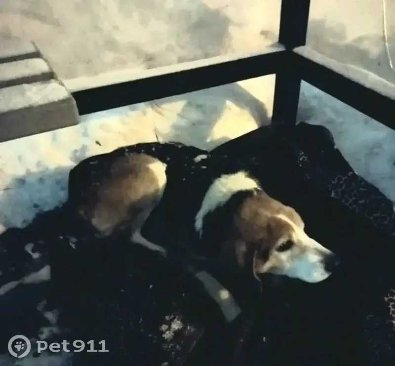 Найден собака, Воронежская улица, городской округ Тамбов - пёс породы бигль - photo