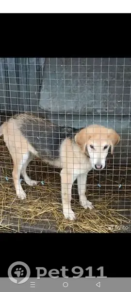 Пропал собака, мужской, Козловское сельское поселение, Карайческое - photo