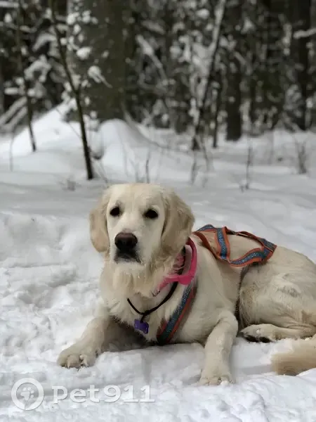 Пропала собака, улица Маяковского, 41А, Котлас - светящийся ошейник - photo