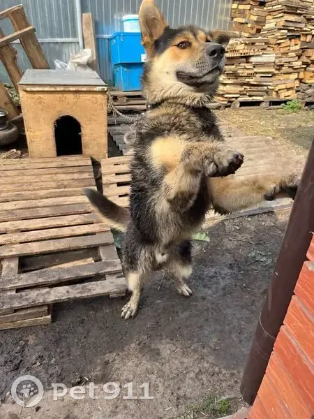 Пропал собака, мужской, 264, Набережные Челны - очень добрый крупный - photo