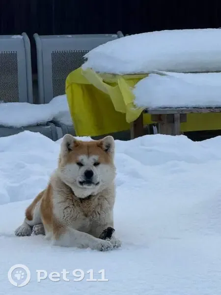Пропала собака, Беляевка, Тамбовская область - акито-ину с ошейником - photo