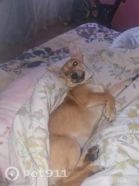 Пропала собака, Университетский проспект, Волгоград - рыжая с большими ушами - photo