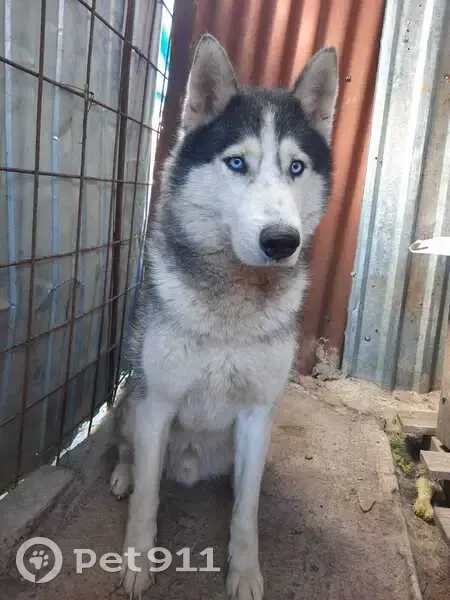 Пропал собака, мужской, Луговой переулок, 11А, Кореновск - photo