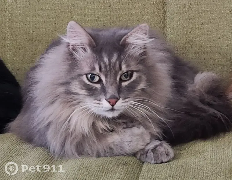 Пропал кот, Николаевская улица, Балашиха - серый, очень пушистый - photo