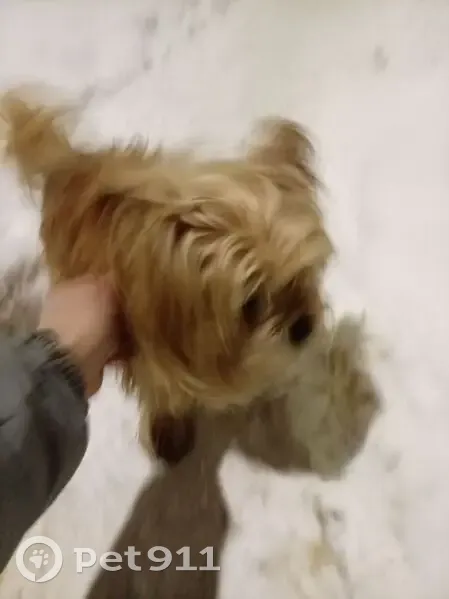 Пропал собака, мужской, Новочеркасский проспект, 32 к2, Санкт-Петербург - золотой по кличке Тёма - photo