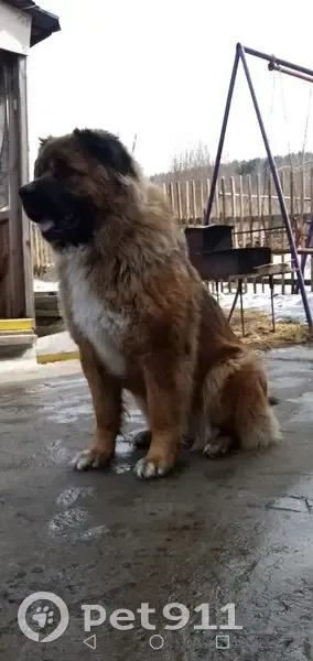 Пропала собака, «Енисей», Овсянка - девочка, 5 лет - photo