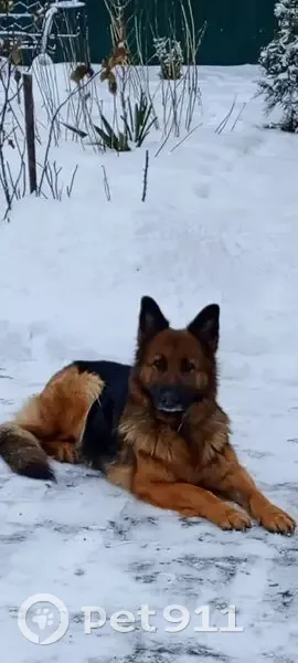 Пропала собака, Берёзовая улица, 8, Льгов - правое ухо висит - photo