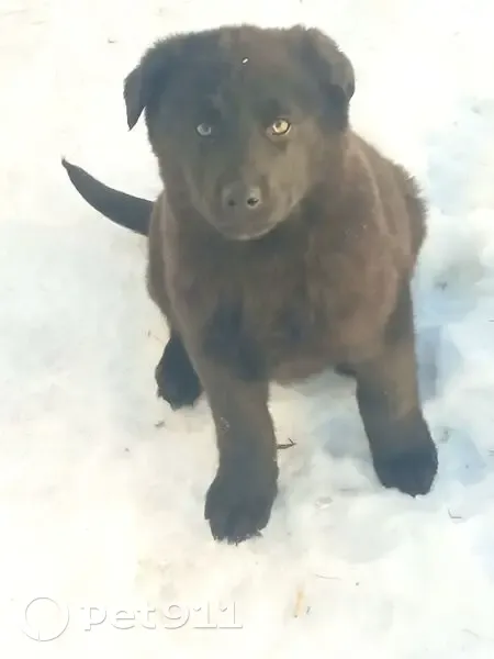 Пропала собака, Новосибирск, Новосибирская область - щенок девочка убежала ночью - photo