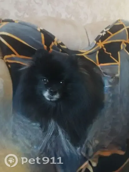 Пропал собака, переулок Замятина, Екатеринбург - чёрный шпиц с седой мордой - photo