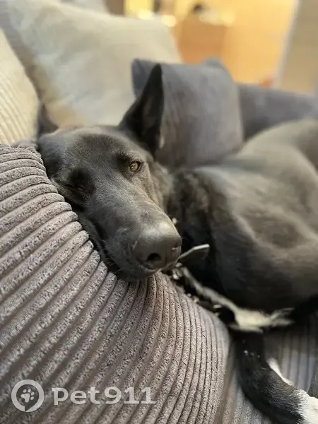 Пропал собака, Яльгелево, Ропшинское - чёрный пёс по кличке Вольт - photo