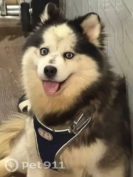 Пропала собака, набережная, Салават - зовут Мишка - photo