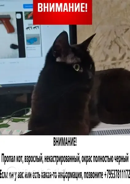 Пропал кот, Спортивная улица, 7, Новосибирск - полностью чёрный окрас, некастрирован - photo