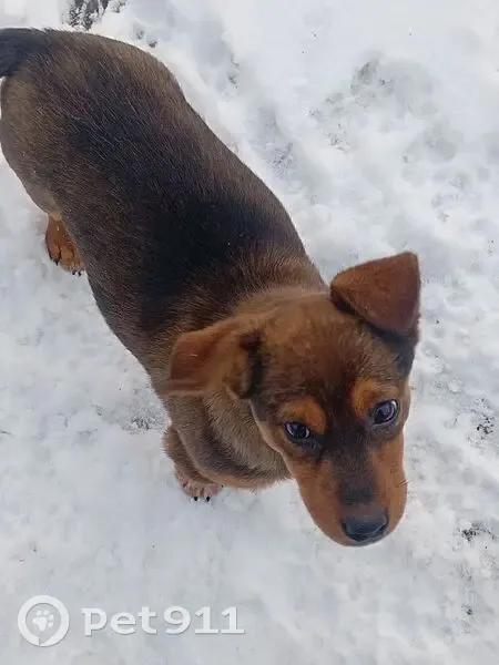Пропал собака, улица Машиностроителей, 32, Белая Калитва - маленькой породы, помесь с таксой - photo