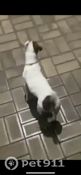 Пропал собака, Гулькевичи, Краснодарский край - на попе крупное пятно коричневого цвета - photo