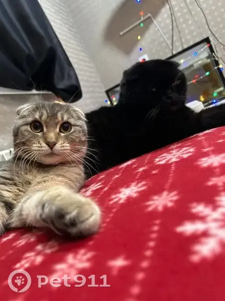 Пропал кот, улица Кирова, Далматово - серый с белой полоской на лбу - photo