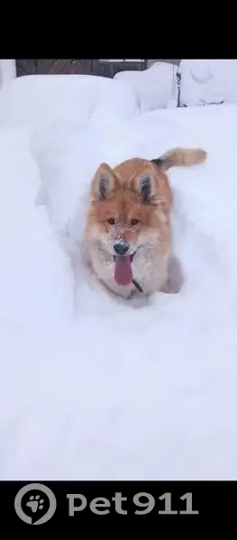 Пропала собака, Радужная улица, 38, Колпашево - откликается на кличку 'Персик' - photo