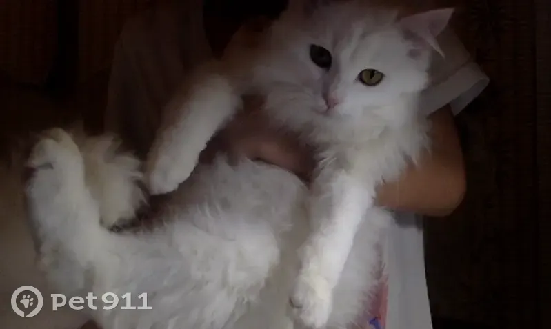 Пропал кот, Уфа, Башкирия - белый пушистый мальчик - photo