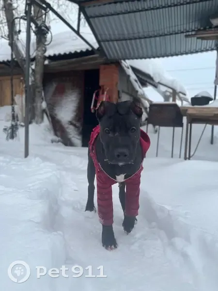 Пропала собака, Мясокомбинатский проезд, 10, Чебоксары - тёмный шоколад, очень ласковый - photo