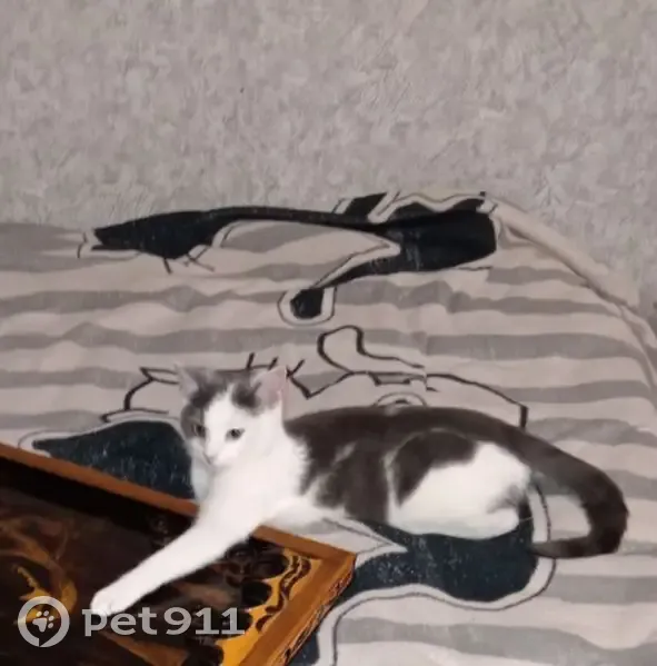 Пропала кошка, Взлётная улица, 11, Санкт-Петербург - белого цвета с серыми пятнами - photo