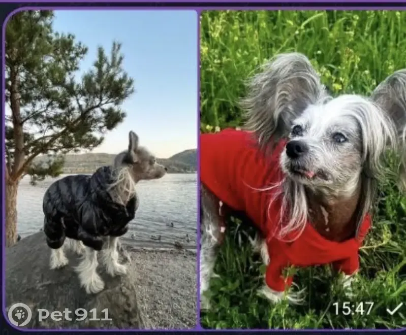 Пропал собака, Семафорная улица, Красноярск - китайская хохлатая - photo