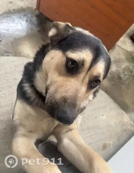 Пропал собака, Ландышевая улица, Сочи - выразительная мордочка и шрамик на голове - photo