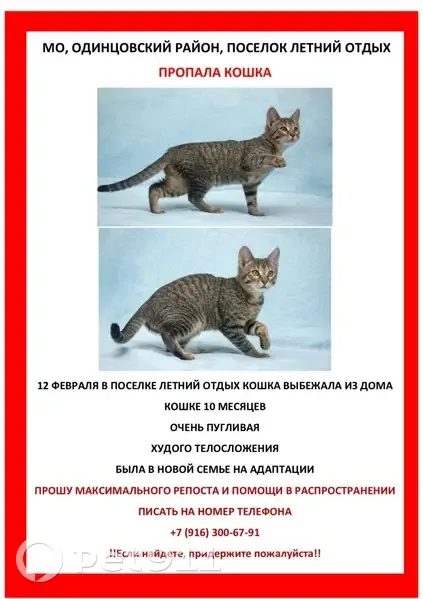 Пропала кошка, Летний Отдых, Московская область - 10 месяцев, серо-полосатая - photo