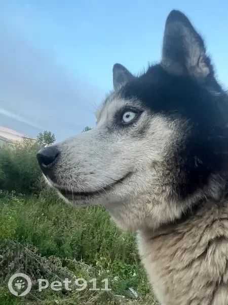 Пропал собака, Искитим - хаски с брезентовым ошейником - photo