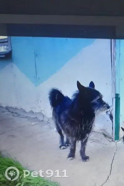 Пропала собака, Нижний Новгород, Нижегородская область - чепрачная, черненькая, седенькая - photo