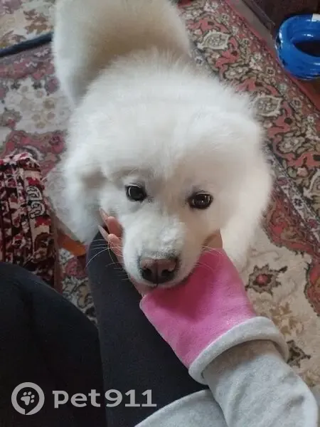 Пропала собака, женская, Нерчинская улица, Кемерово - белая самоедская лайка - photo