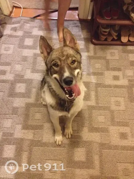 Пропал собака, Ясеневая улица, 78, Волгоград - лайка без ошейника - photo