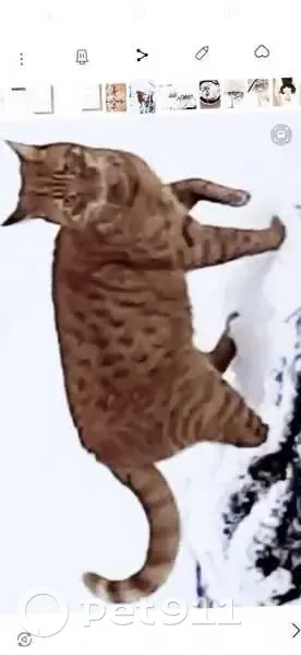 Пропал кот, проспект Юрия Гагарина, 14 к3, Санкт-Петербург - ярко рыжий, гладкошёрстный - photo