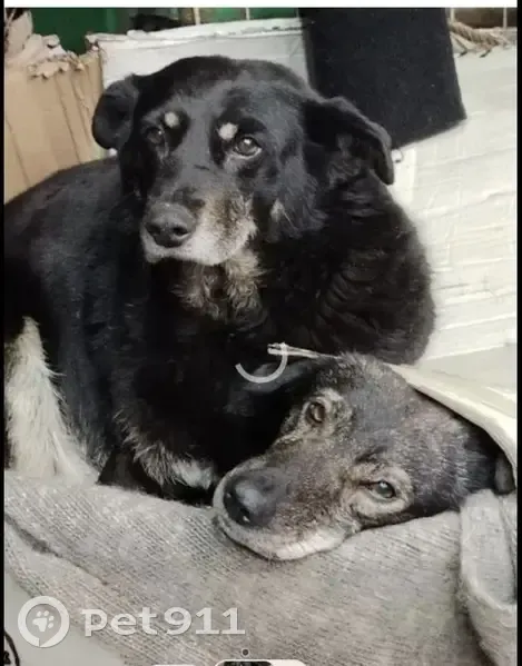 Пропала собака, проспект Патриотов, 5А, Воронеж - женская особь с особенностями походки - photo