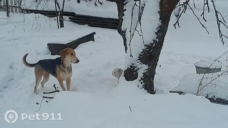 Пропала собака, 1-я улица Пески, 31А, городской округ Тверь - девочка, пять лет - photo