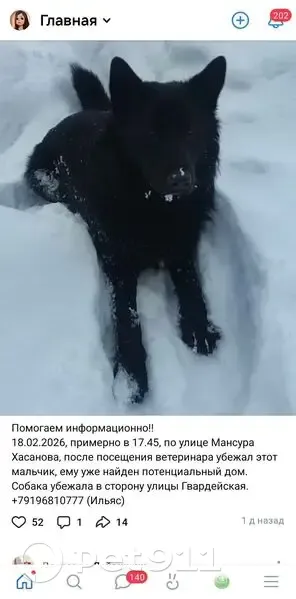 Пропал собака, Казань, Татарстан - photo