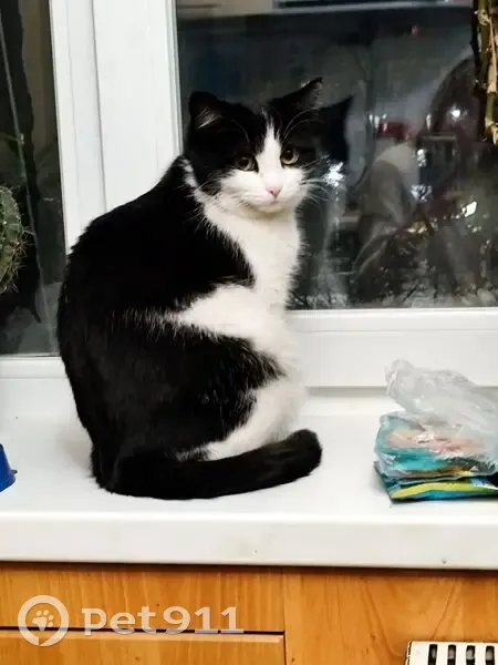 Пропала кошка, Челябинск - не вернулась с прогулки - photo