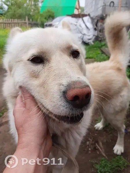 Пропала собака, Садовая улица, Горный Щит, Екатеринбург - рыжий, добрый пёс - photo