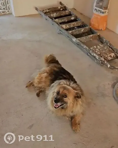 Пропала собака, Бузулук, Оренбургская область - была недолго в приюте в Дмитровграде - photo