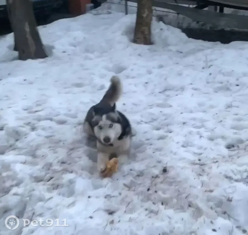 Пропала собака, Кратово, Московская область - голубые глаза, отзывается на кличку 