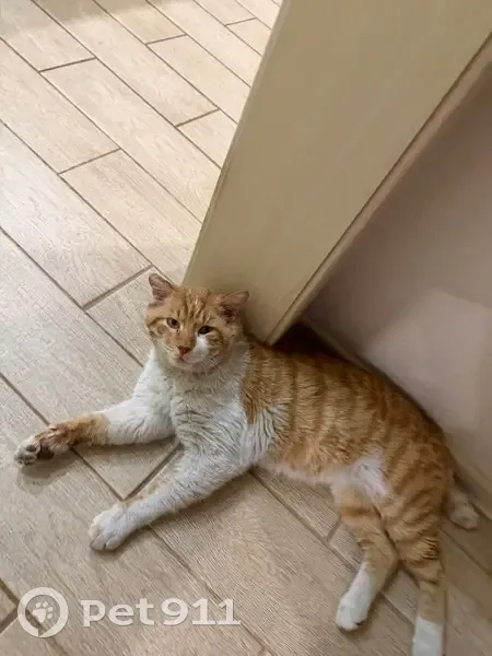 Пропал кот, Тенистая улица, Чигири - рыжий с белым, короткий хвостик - photo