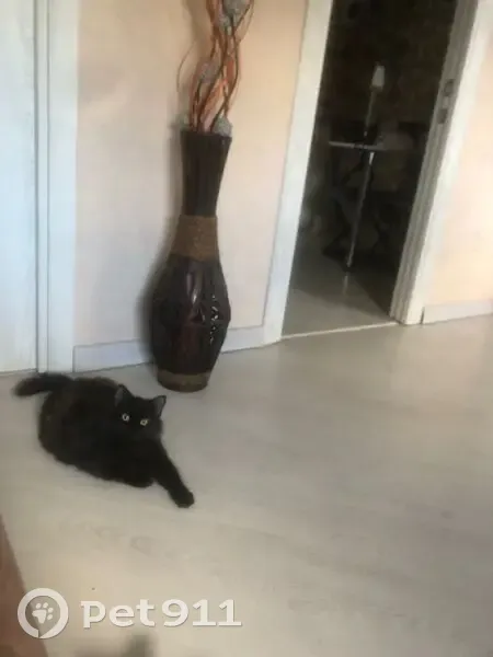 Пропала кошка, Железнодорожная улица, городской округ Тамбов - черная с рыженцой - photo